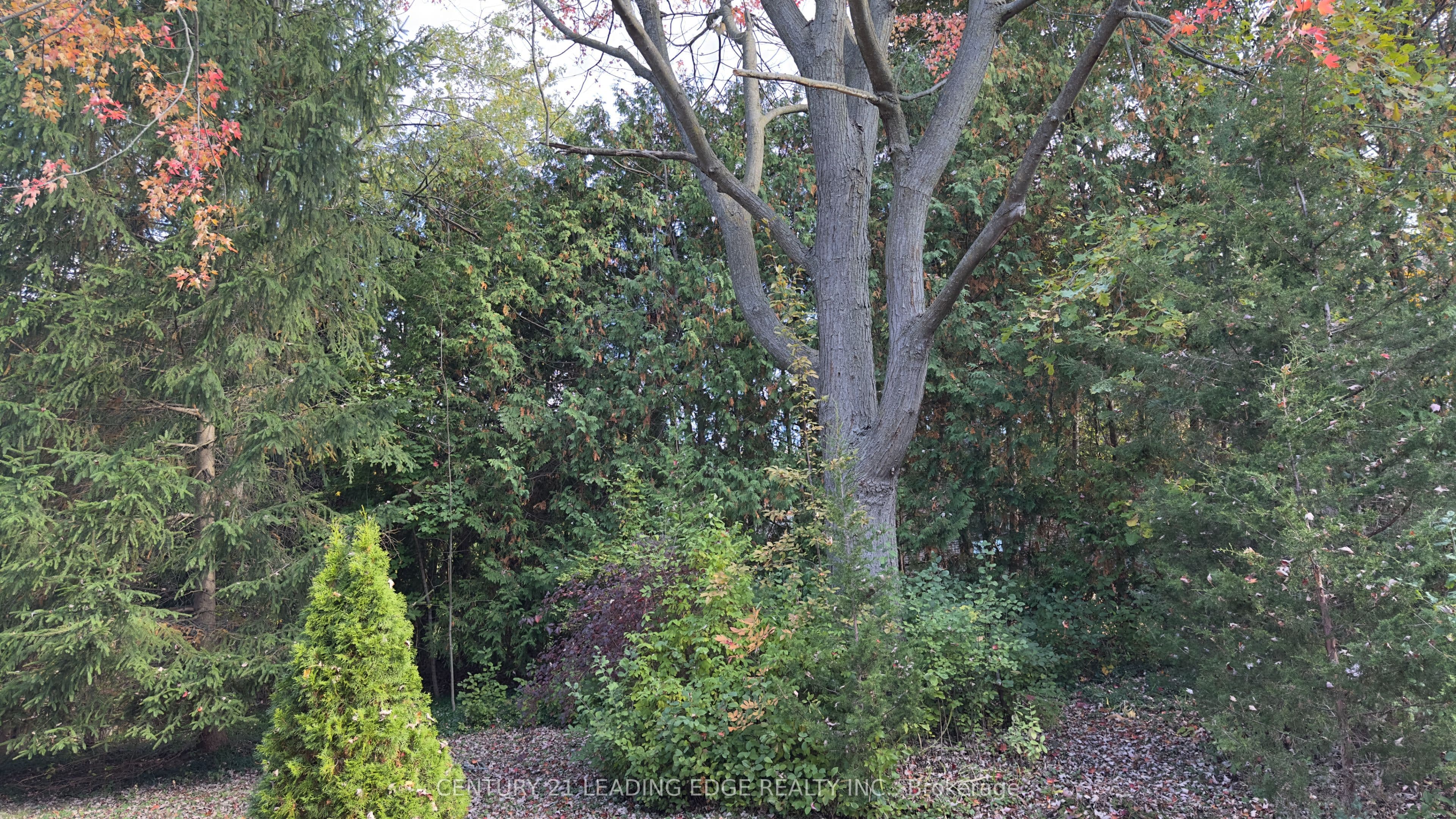 117 WESTWOOD Lane, Richmond Hill, ON L4C 6X8